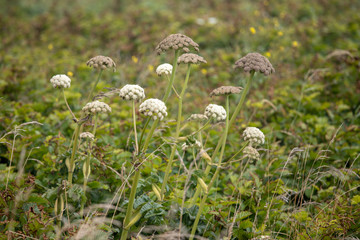 Coastal Plants and Dried Grasses of the Pacific Northwest and Central Oregon