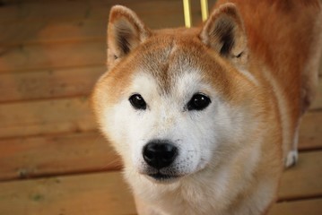 Shiba Inu close up