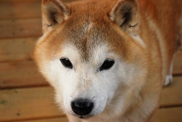 Shiba Inu close up
