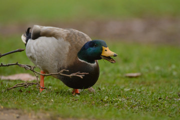 Mallard standing on green grass