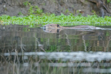 Beaver swimming in lake with green grass