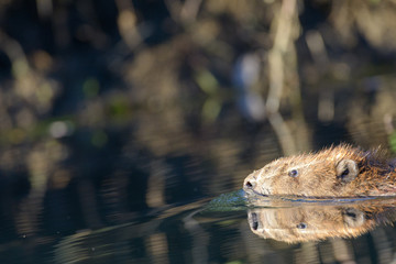 Beaver swimming in forest river