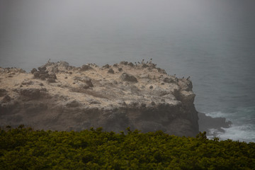A view from Yaquina Head at Cape Foulweather of common murre birds nesting on a rock formation in the Pacific Ocean in Newport Oregon Pacific Northwest USA