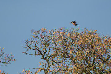 Bird flying above trees