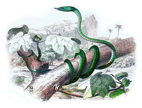 The nasique, vintage engraving.