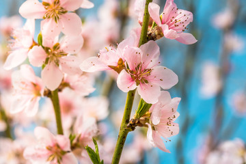 Detail of a beautiful blooming tree in a spring