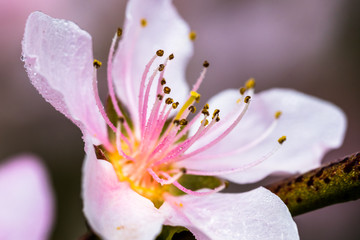 Detail of a beautiful blooming tree in a spring