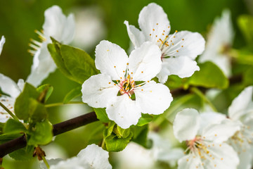 Obraz premium The apple tree in springtime in bloom