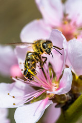 A hard working European honey bee pollinating a ping flower in a
