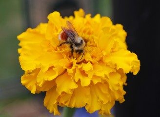 Bee on marigold - macro