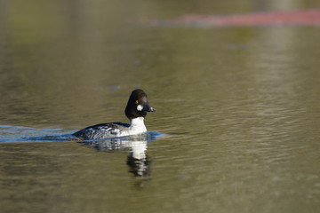 Duck drifting on expense