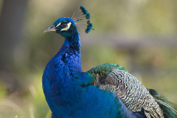 Aquamarine graceful peacock