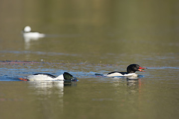 Catchers drifting and diving on water