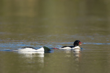 Catchers floating and dipping on water