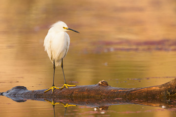 Wild white bird on tree floating on water