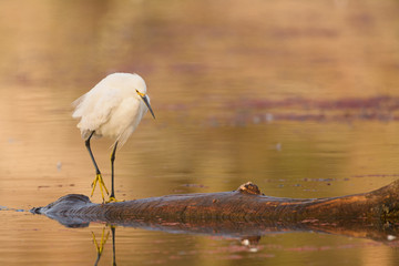 White heron on tree floating on water