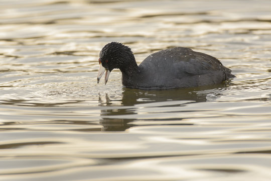 Duck Looking For Eating In Water