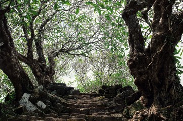 Fototapeta premium stairs leading to the sky with trees as a part of an ancient monument the unesco protected heritage Wat Phu
