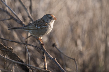 Tiny simple bird on bare branch