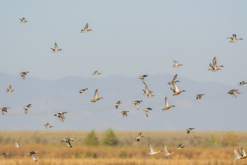 Flying crowd of wild ducks in nature