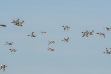 Ducks in flight on blue sky background