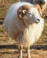 The Original Ram