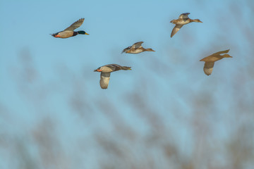 Wild ducks flying together in flock