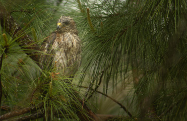 Falcon in Tree