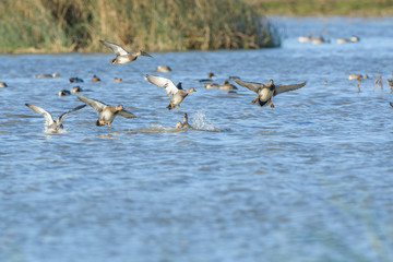 Ducks flapping with wings in lake