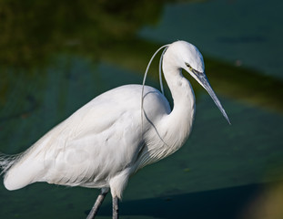 Portrait of Egretta Garzetta in water