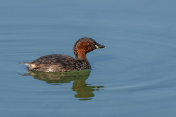 The little grebe, also known as dabchick
