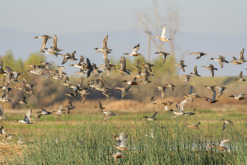 Crowd of waterfowl wild ducks in wetland - obrazy, fototapety, plakaty