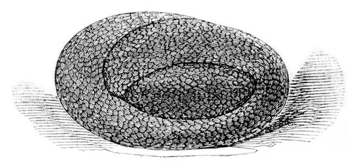 Small viper coiled on itself egg shaped such that it is in the body of the female, vintage engraving.