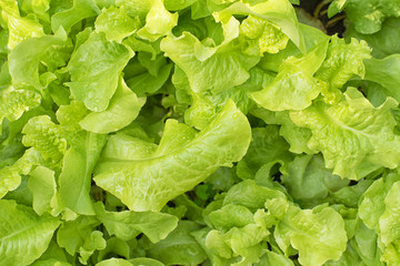 Closeup shot of green lettuce leaves in garden