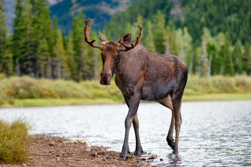 Young Bull Moose walking from lake