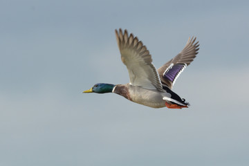 Duck flying in sky