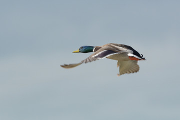 Fototapeta na wymiar Duck flying in clear sky