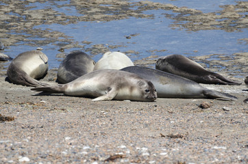 Southern elephant seals sunbathing at the rocky beach