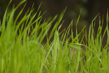 Green grass growing in field
