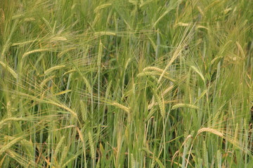 Fototapeta premium Closeup Of Wheat, Pylypow Wetlands, Edmonton, Alberta