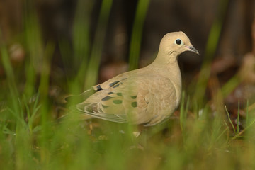 Bird sitting on ground among grass