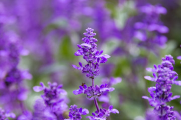 Lilac in a Field