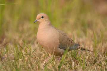 Fototapeta premium Bird sitting on ground with grass