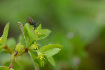 Close up view of insect consuming pollen