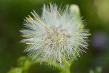 Close up view of dandelion