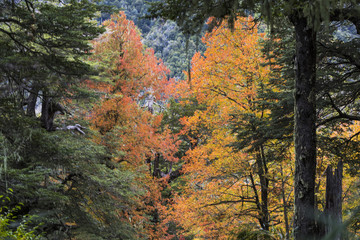 Conguillio National Park a heart within the trees, considered by National Geographic as one of the best ten forest in the world is an amazing place for visiting during the Autumn Season.