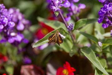 Orange Butterfly Landing on a Flower