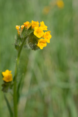 Obraz premium Macro photography of yellow flower