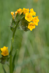 Close up view of yellow flower
