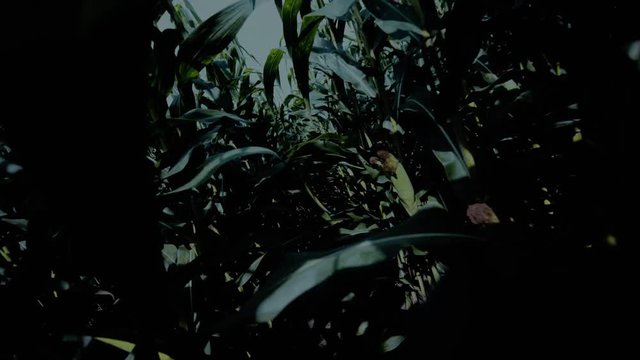 Halloween desperate escape through cornfield at night.Running away from murderer at night in dark farmers field amongst rows of crops, trying to stay alive. Trying to find way out of farmer's field.